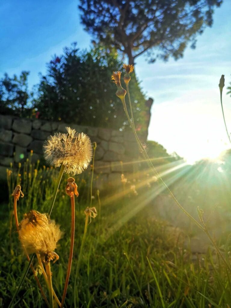All'esterno della mini suite familiare Il Nespolo è possibile trovare dandelion nei prati circostanti