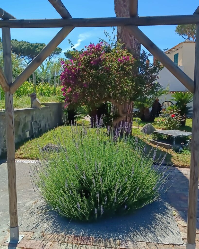 Lavanda fiorita nella zona relax di Villa Olivia Residence Ischia